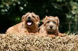 NORFOLK TERRIER 025